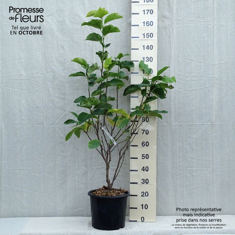 Esimerkki syksyllä toimitetusta Loistomagnolia Andre Leroy 7,5 litran / 10 litran ruukku-taimesta