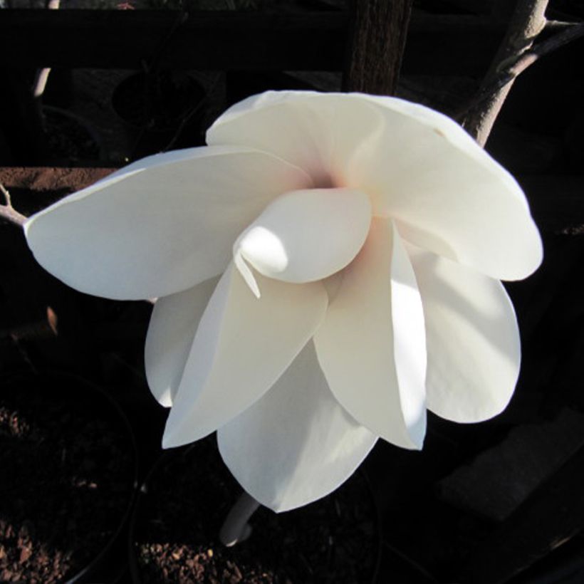 Liljamagnolia Manchu Fan (Kukinta)