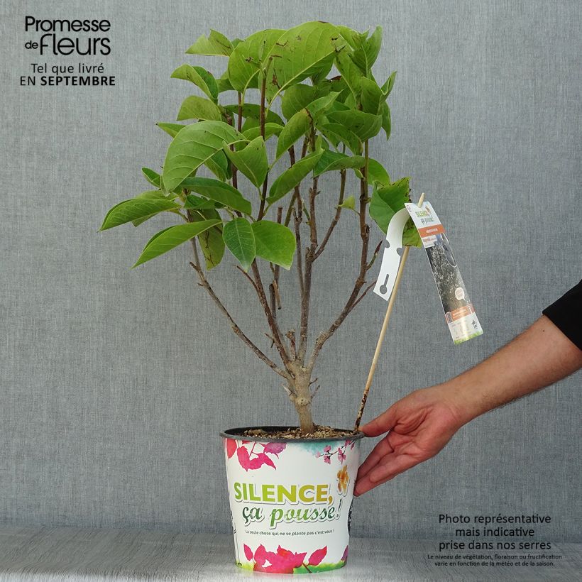 Esimerkki kesällä toimitetusta Liljamagnolia Manchu Fan Pot de 4L/5L-taimesta
