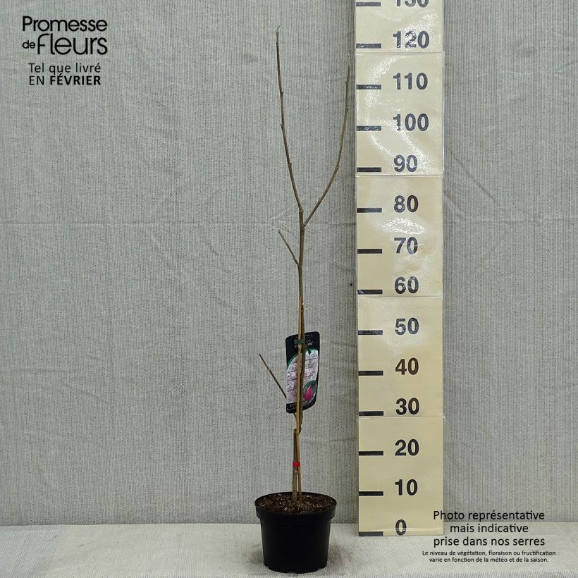 Esimerkki talvella toimitetusta Liljamagnolia March Till Frost Pot de 2L/3L-taimesta