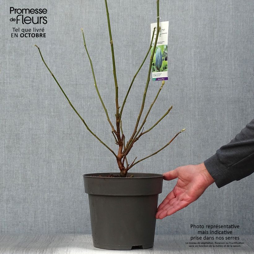 Esimerkki syksyllä toimitetusta Poppelimagnolia Blue Baby 6 litran/7 litran ruukku-taimesta