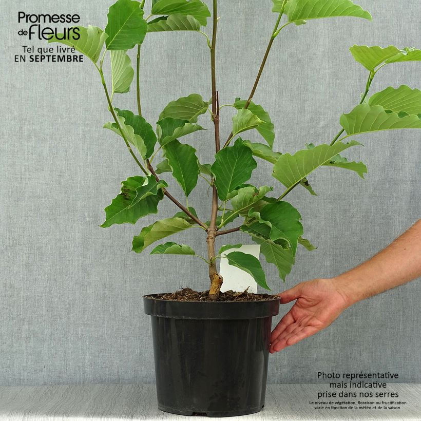 Esimerkki syksyllä toimitetusta Poppelimagnolia Blue Opal 7,5 litran / 10 litran ruukku-taimesta
