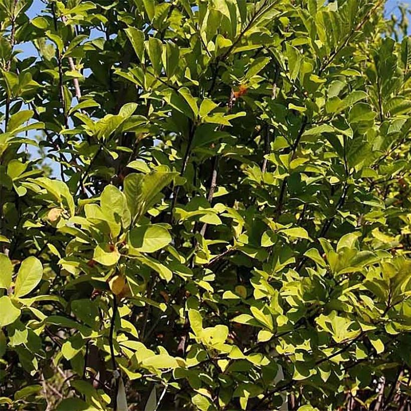 Poppelimagnolia Butterflies (Lehvistö)