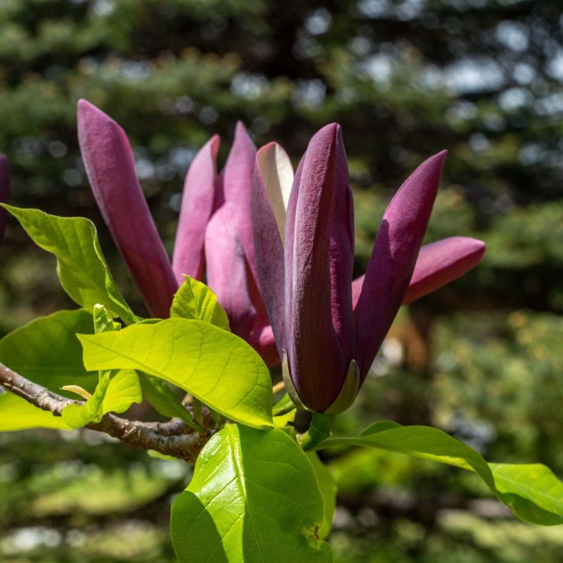 Poppelimagnolia Black Beauty (Kukinta)
