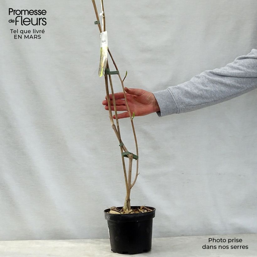 Esimerkki keväällä toimitetusta Poppelimagnolia Eva Maria Pot de 2L/3L-taimesta