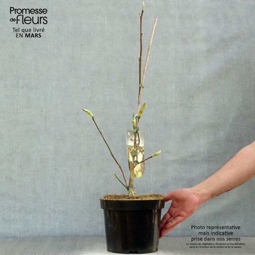 Esimerkki keväällä toimitetusta Poppelimagnolia Eva Maria Pot de 4L/5L-taimesta
