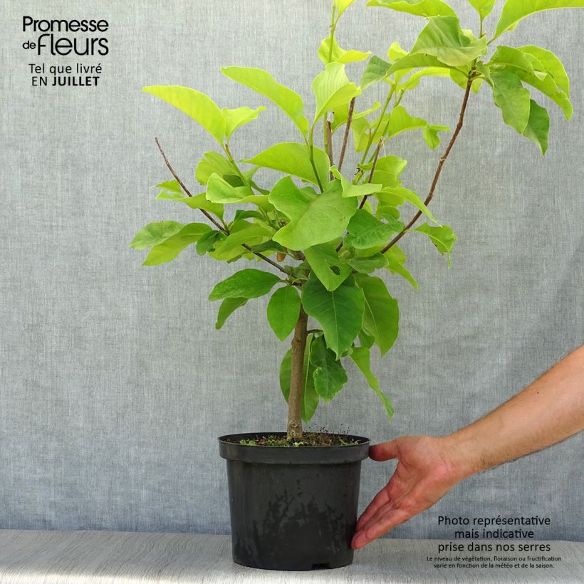 Esimerkki kesällä toimitetusta Poppelimagnolia Yellow Bird Pot de 3L/4L-taimesta