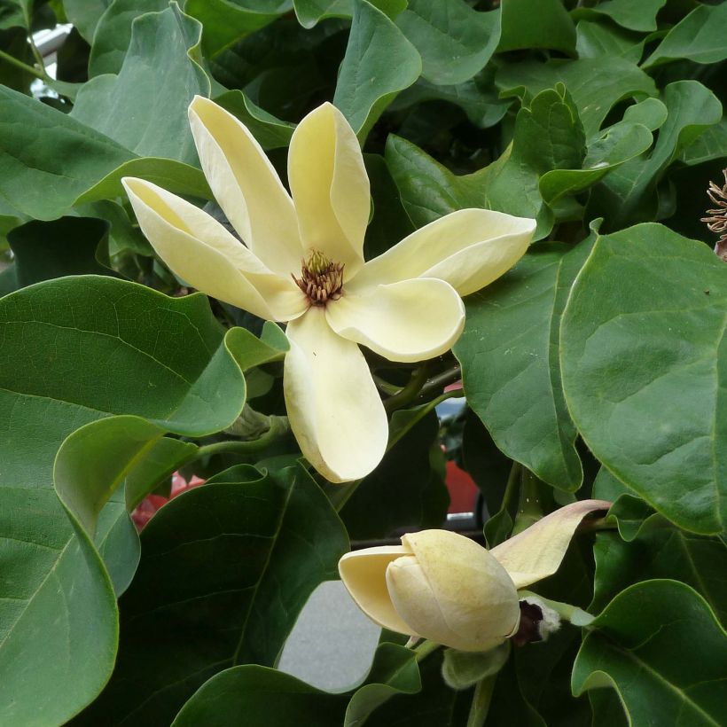 Poppelimagnolia Yellow Bird (Kukinta)