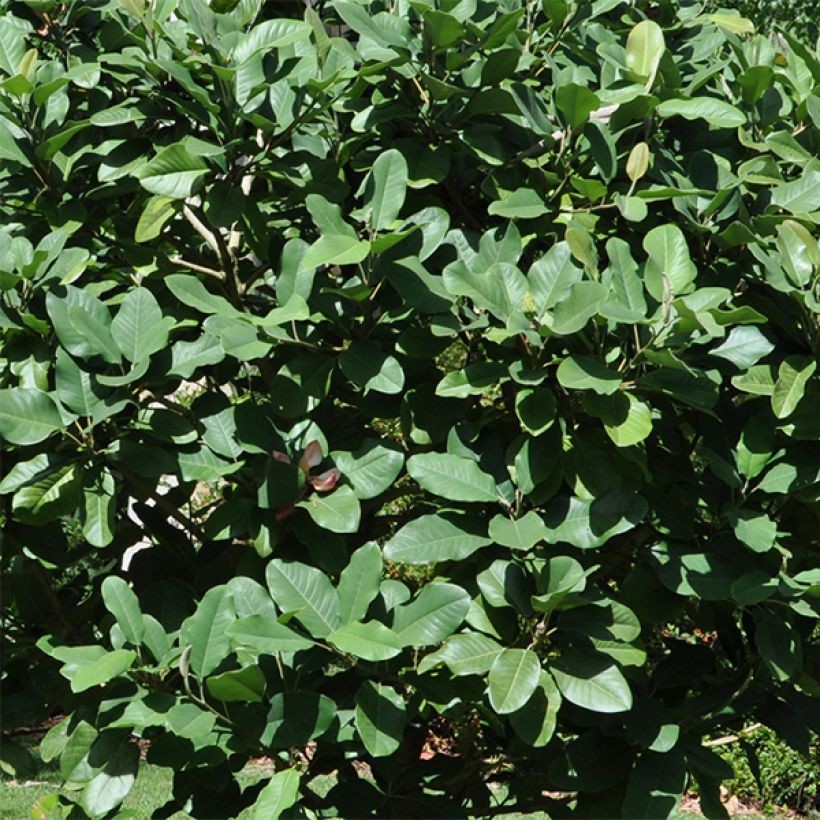 Ternimagnolia - Magnolia delavayi (Lehvistö)