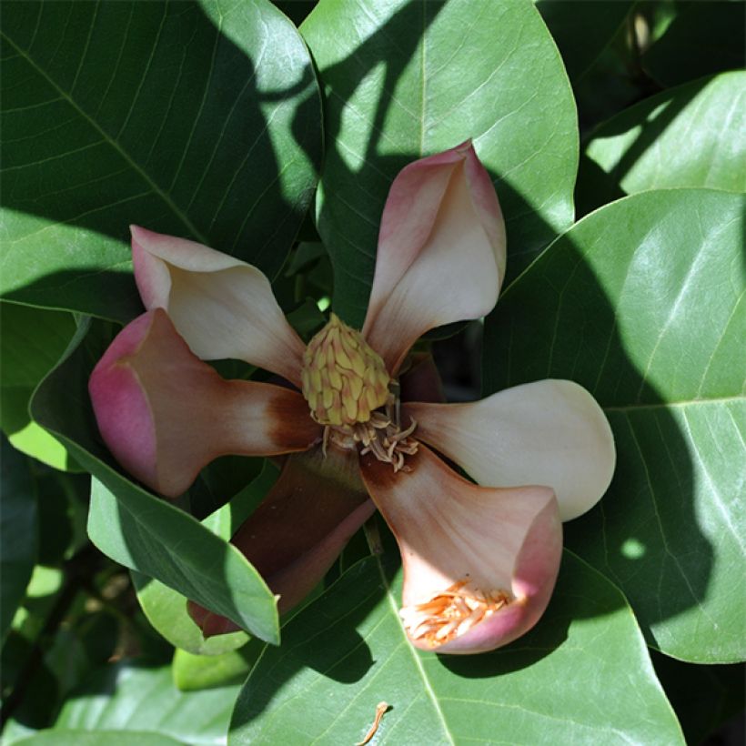 Ternimagnolia - Magnolia delavayi (Kukinta)