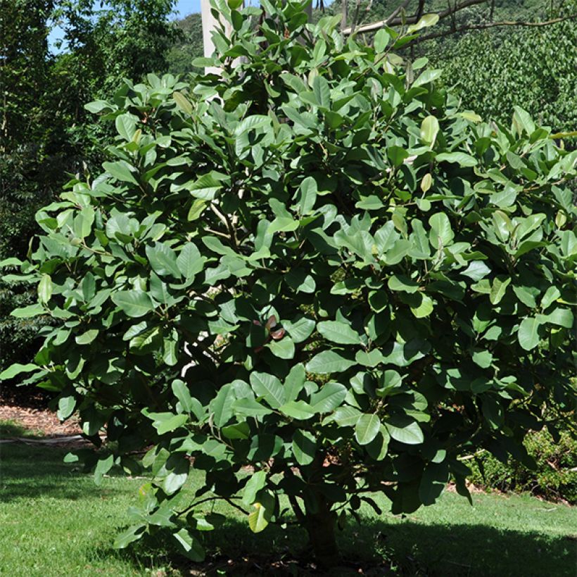 Ternimagnolia - Magnolia delavayi (Kasvutapa)