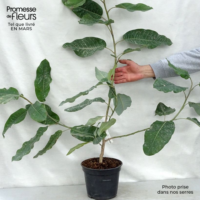 Esimerkki keväällä toimitetusta Ternimagnolia - Magnolia delavayi Pot de 3L/4L-taimesta