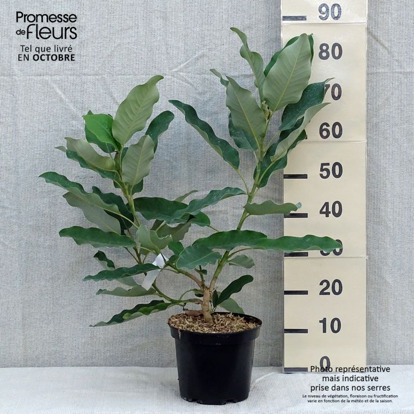 Esimerkki syksyllä toimitetusta Ternimagnolia - Magnolia delavayi 3 litran/4 litran ruukku-taimesta