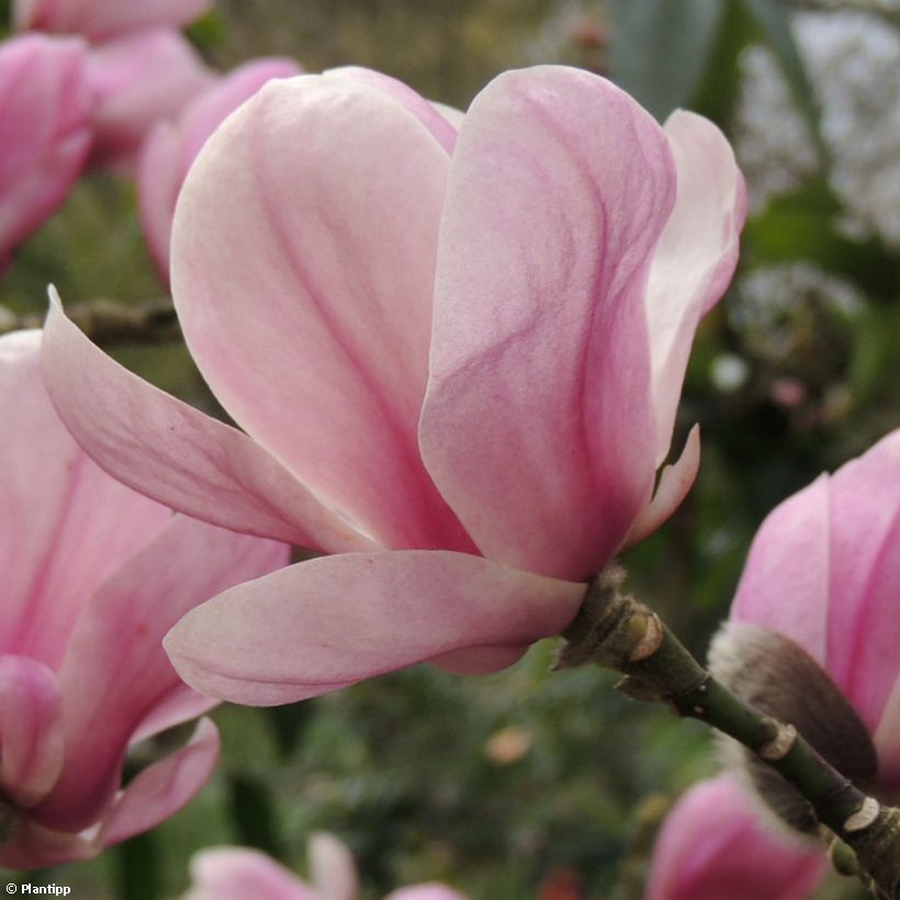 Jademagnolia Minfor (Festirose) (Kukinta)
