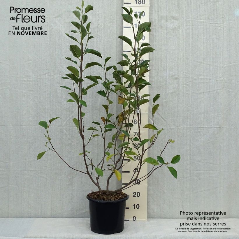 Esimerkki syksyllä toimitetusta Magnolia denudata Festirose Pot de 7,5L/10L-taimesta