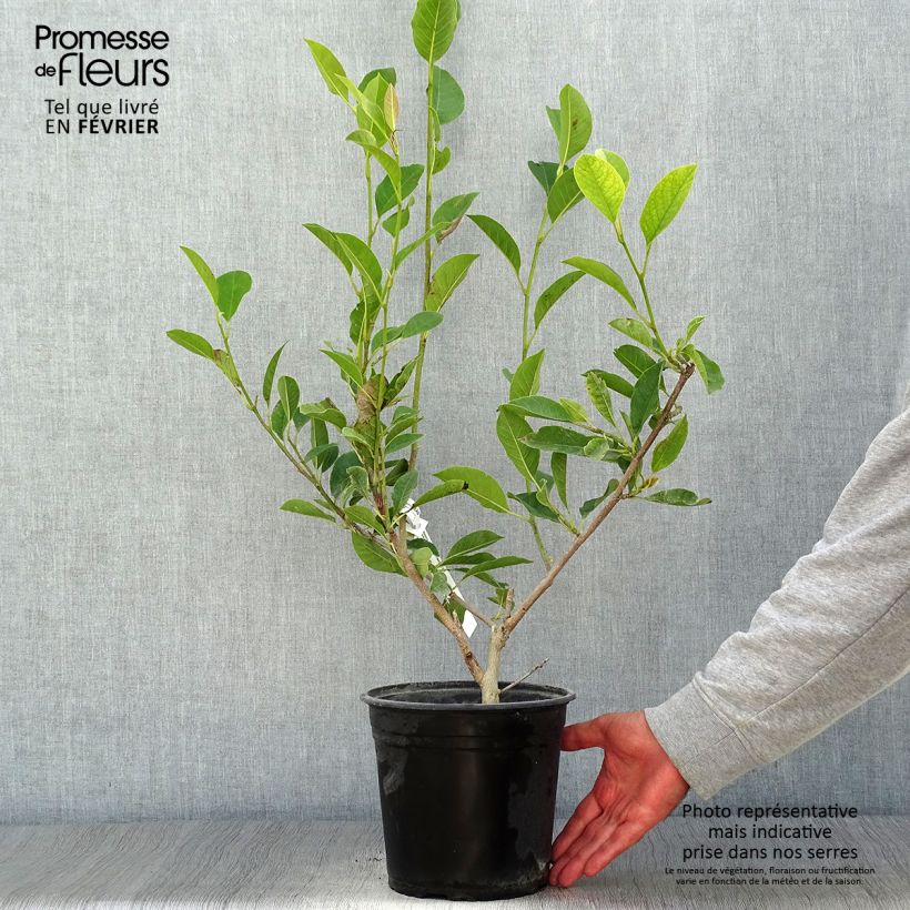 Esimerkki syksyllä toimitetusta Jademagnolia Minfor (Festirose) 4 litran/5 litran ruukku-taimesta