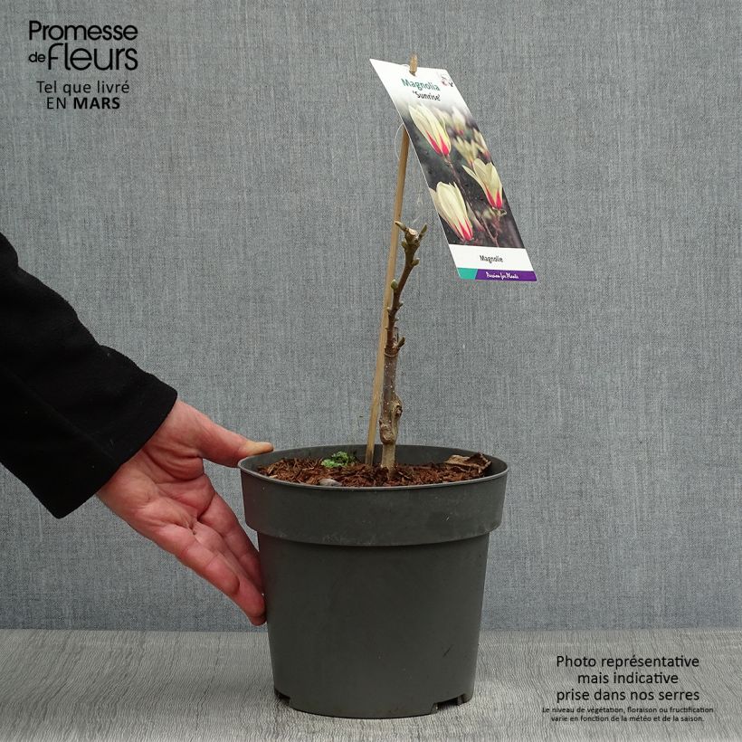 Esimerkki keväällä toimitetusta Jademagnolia Sunrise Pot de 3L/4L-taimesta