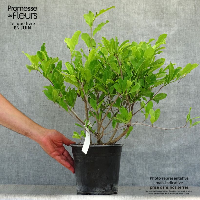 Esimerkki kesällä toimitetusta Tähtimagnolia Waterlily Pot de 4L/5L-taimesta