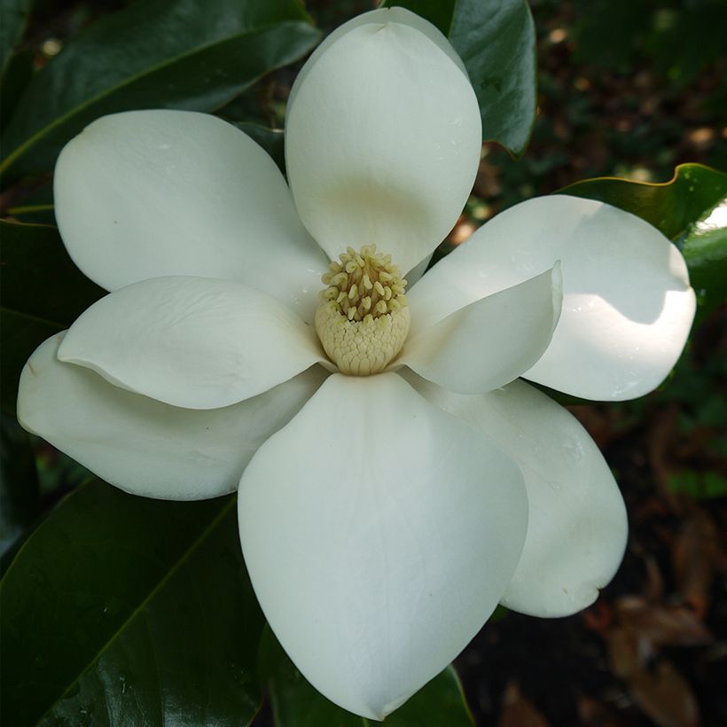 Kuningasmagnolia Bracken's Brown Beauty (Kukinta)