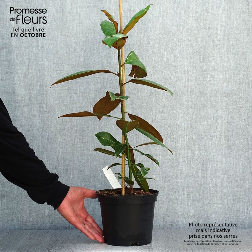 Esimerkki syksyllä toimitetusta Kuningasmagnolia Ferruginea 1,5 litran / 2 litran kannu-taimesta