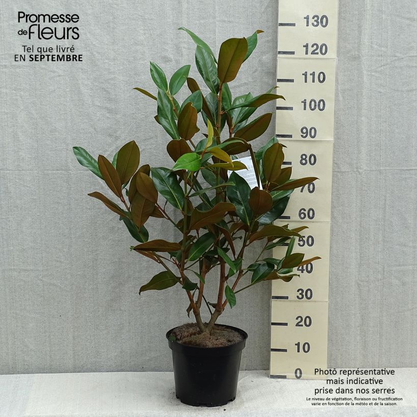 Esimerkki kesällä toimitetusta Kuningasmagnolia Galissonière Ruukku 7,5L / 10L-taimesta