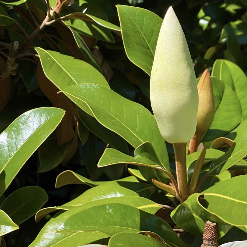 Kuningasmagnolia Goliath (Lehvistö)