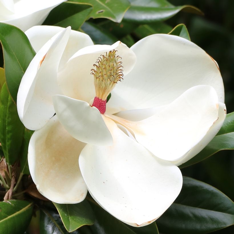 Kuningasmagnolia Goliath (Kukinta)