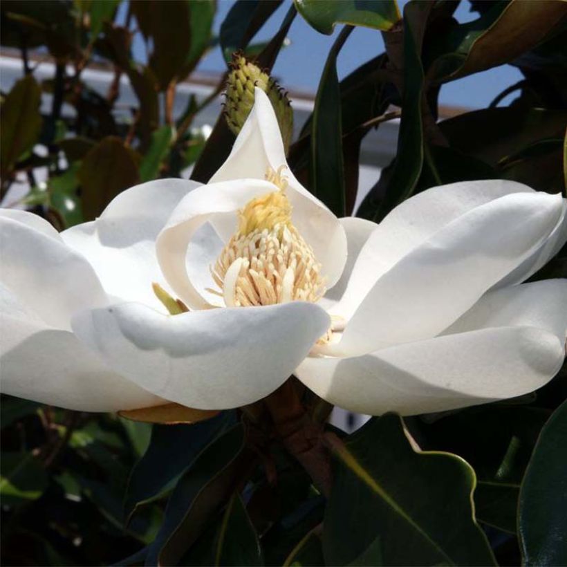 Kuningasmagnolia Little Gem (Kukinta)