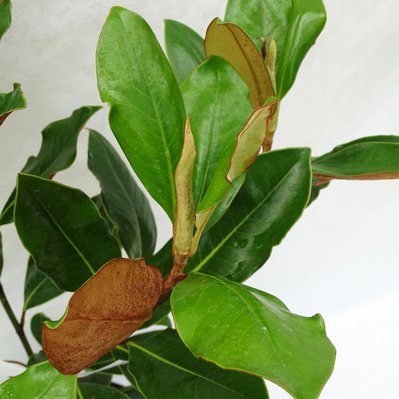 Kuningasmagnolia Little Gem (Lehvistö)