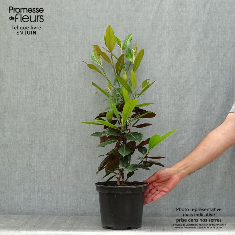 Esimerkki kesällä toimitetusta Kuningasmagnolia Little Gem Ruukku 3L / 4L-taimesta