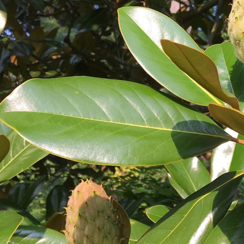 Kuningasmagnolia Purpan (Lehvistö)