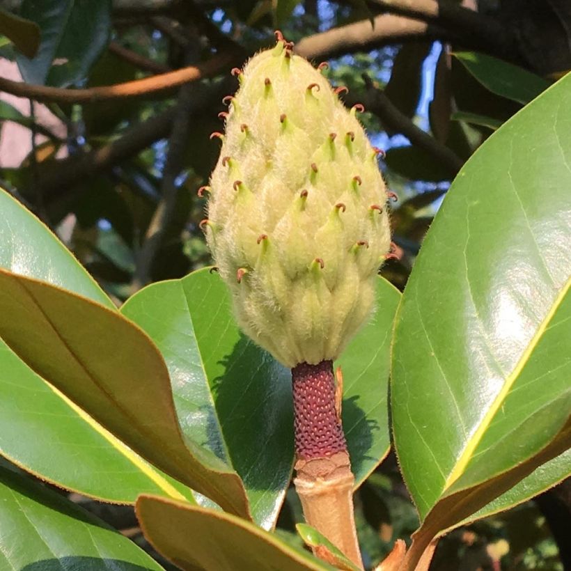 Kuningasmagnolia Purpan (Sadonkorjuu)