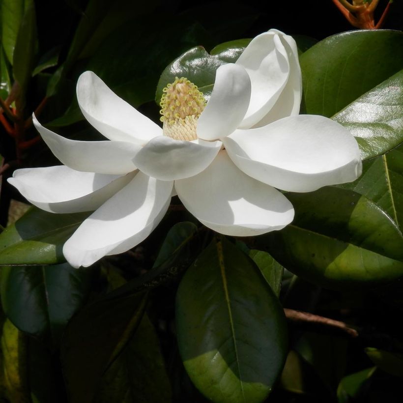 Kuningasmagnolia Treyve (Lehvistö)