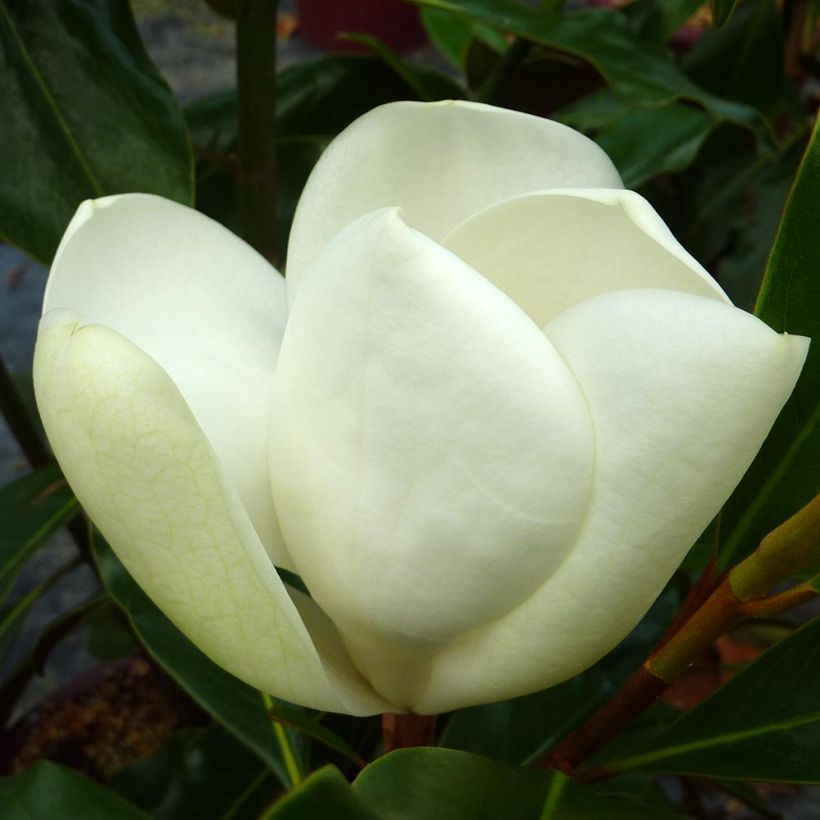 Kuningasmagnolia Kay Parris (Kukinta)