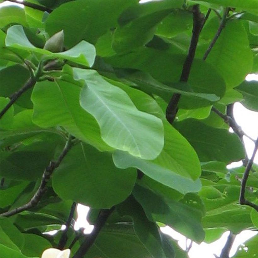 Hopeamagnolia - Magnolia hypoleuca (Lehvistö)