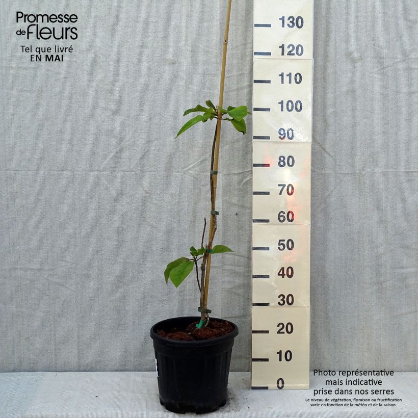 Esimerkki keväällä toimitetusta Hopeamagnolia - Magnolia hypoleuca Pot de 4L/5L-taimesta