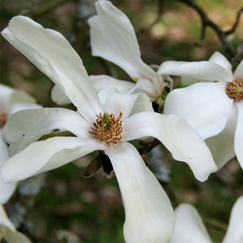 Japaninmagnolia - Magnolia kobus (Kukinta)