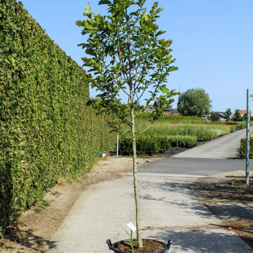 Esimerkki keväällä toimitetusta Japaninmagnolia - Magnolia kobus Pot de 50L/55L, Haute-Tige-taimesta