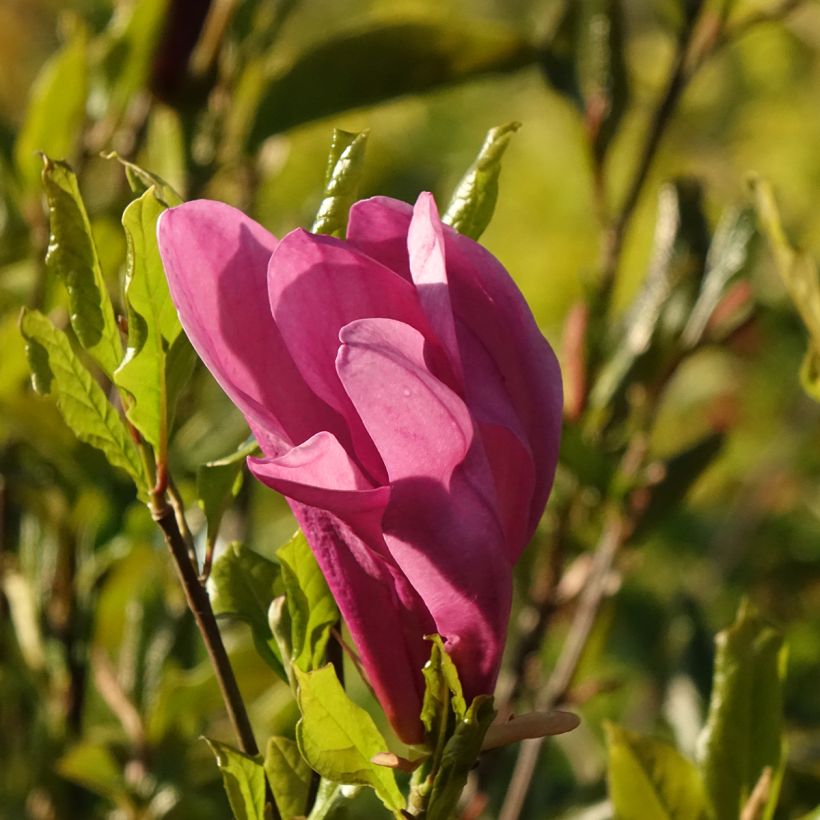 Tulppaanimagnolia Nigra (Kukinta)