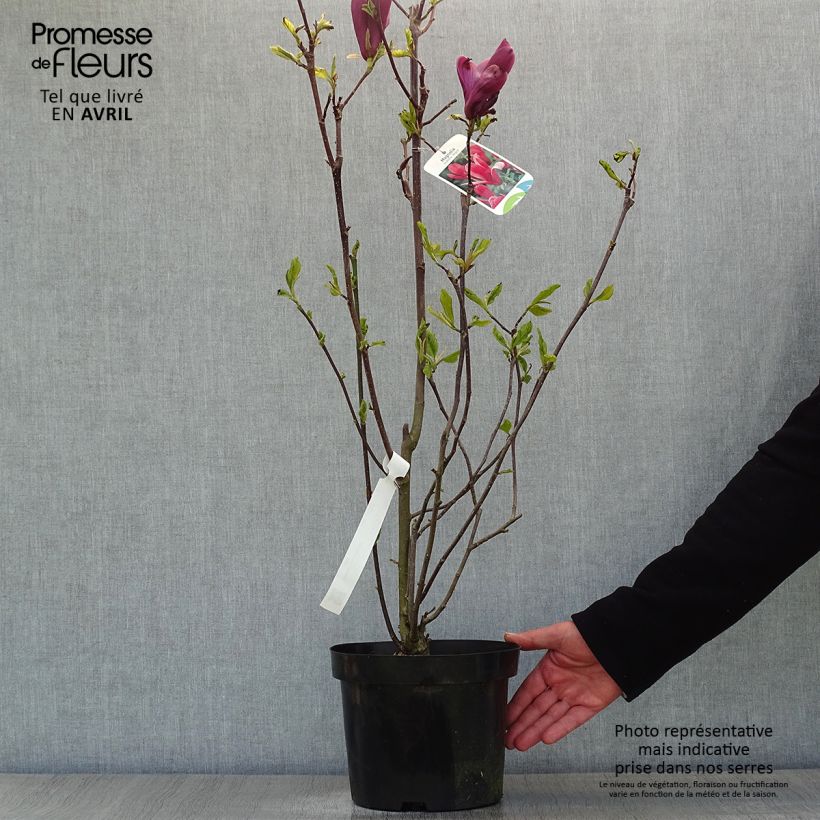 Esimerkki keväällä toimitetusta Tulppaanimagnolia Nigra Pot de 3L/4L-taimesta
