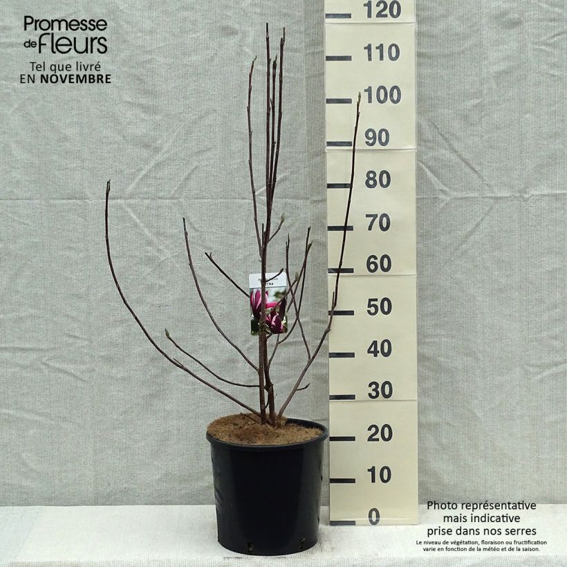 Esimerkki syksyllä toimitetusta Tulppaanimagnolia Nigra 7,5 litran / 10 litran ruukku-taimesta