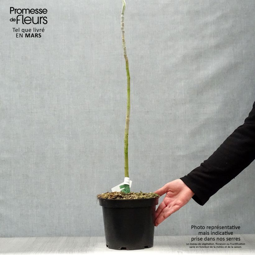 Esimerkki keväällä toimitetusta Isolehtimagnolia - Magnolia macrophylla Ruukku 4L / 5L-taimesta