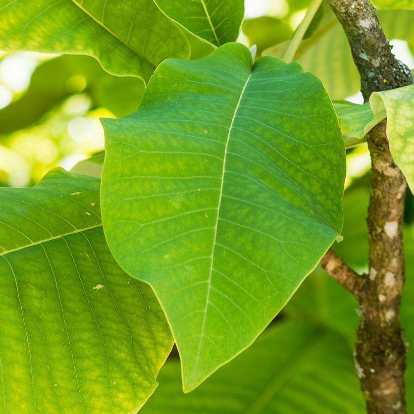 Liljamagnolia - Magnolia macrophylla subsp. ashei (Lehvistö)