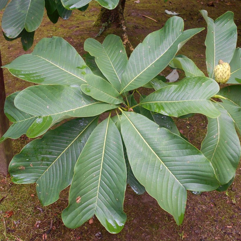 Liljamagnolia var. biloba (Lehvistö)