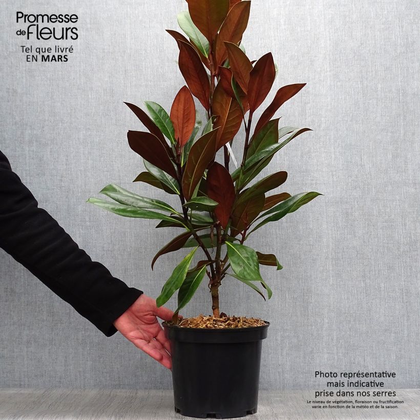 Esimerkki keväällä toimitetusta Kuningasmagnolia D.d. blanchard Pot de 4L/5L-taimesta