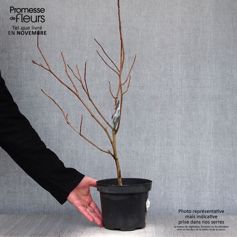 Esimerkki syksyllä toimitetusta Pensasmagnolia - Magnolia sieboldii 3 litran/4 litran ruukku-taimesta