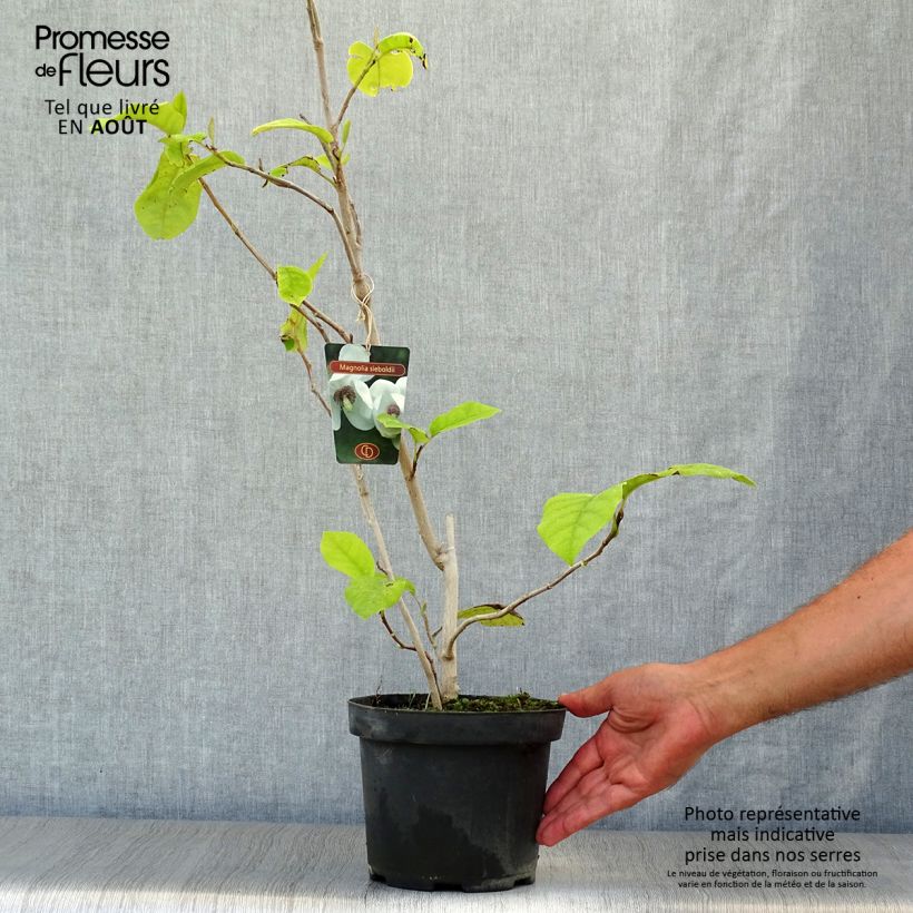 Esimerkki kesällä toimitetusta Pensasmagnolia - Magnolia sieboldii Ruukku 3L / 4L-taimesta