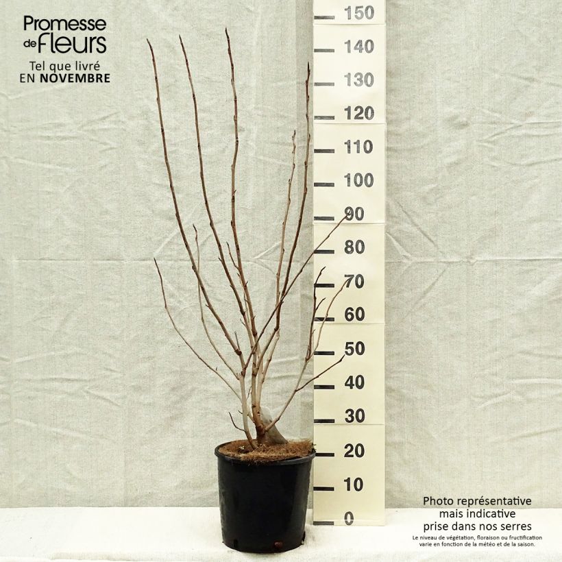 Esimerkki syksyllä toimitetusta Pensasmagnolia - Magnolia sieboldii 12 litran/15 litran ruukku-taimesta