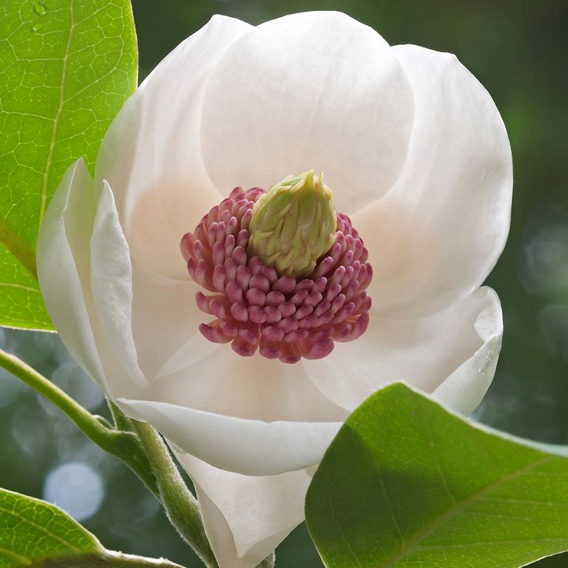 Pensasmagnolia Colossus (Kukinta)