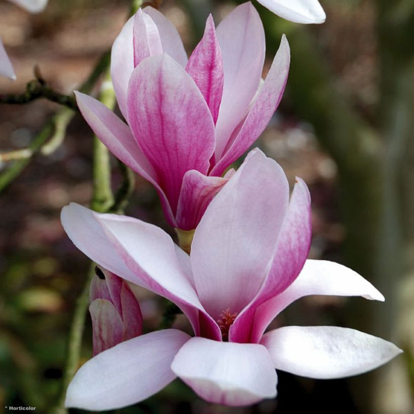 Loistomagnolia - Magnolia x soulangeana (Kukinta)